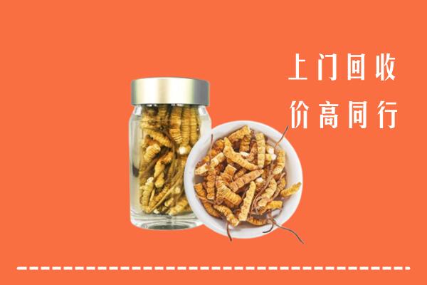 收购行情：红河州个旧回收冬虫夏草